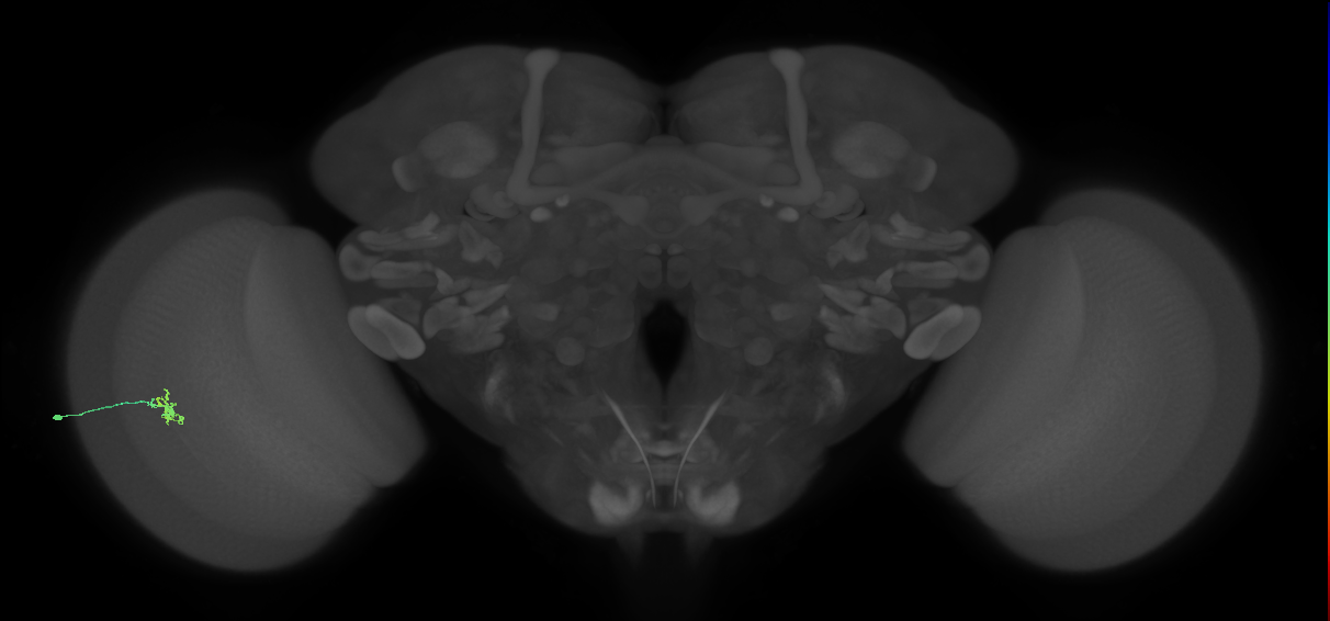 Cm1_L (MaleCNS:196522)