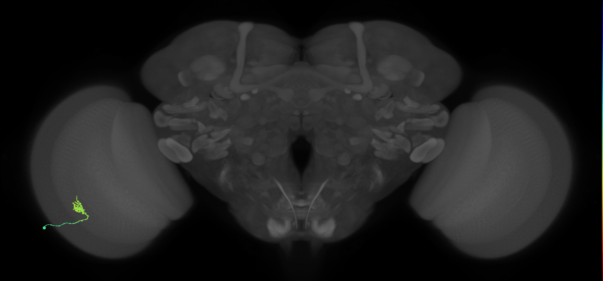 Cm1_L (MaleCNS:182403)