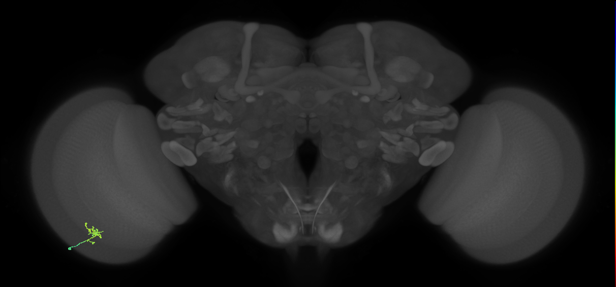 Cm1_L (MaleCNS:571873)