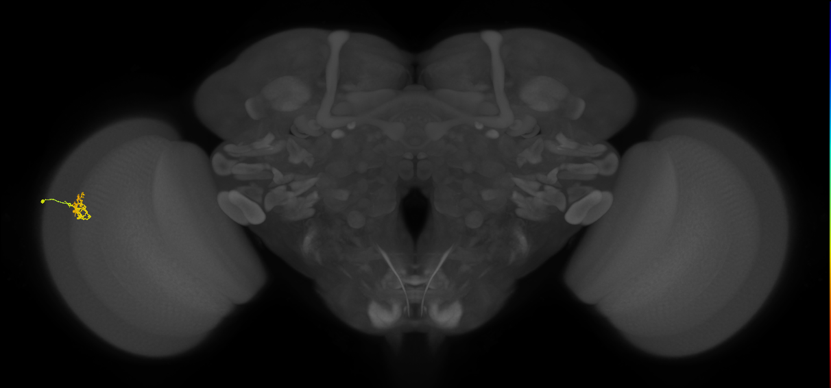 Cm1_L (MaleCNS:549404)