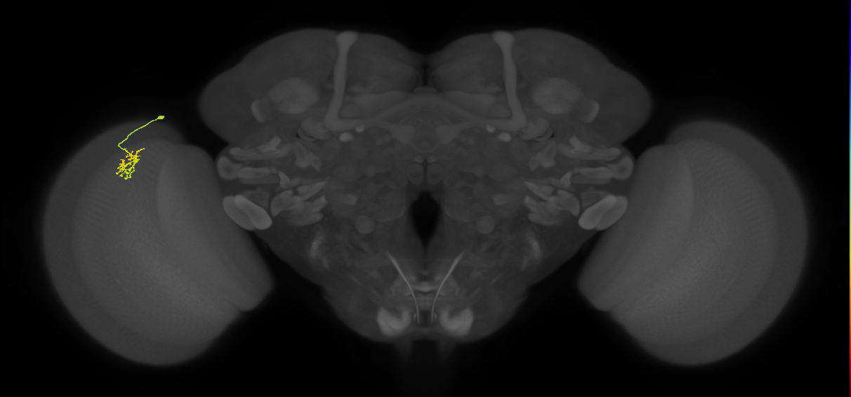 Cm1_L (MaleCNS:140953)