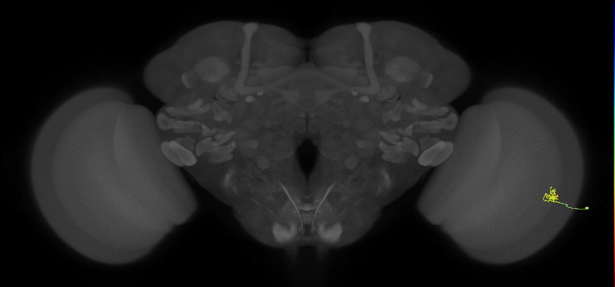 Cm1_R (MaleCNS:144049)