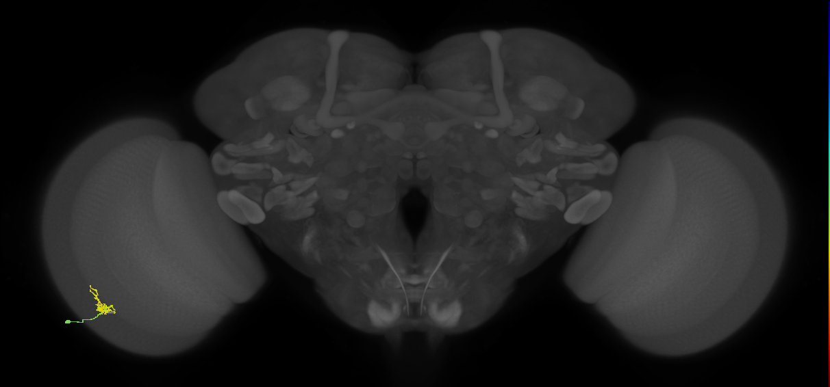 Cm1_L (MaleCNS:179836)