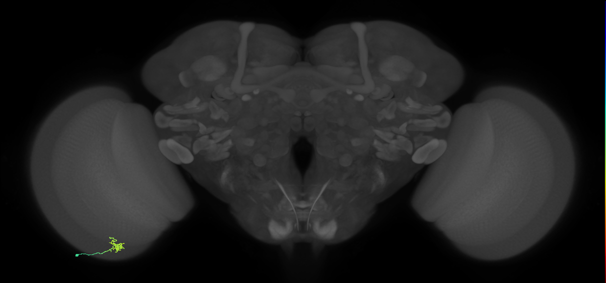 Cm1_L (MaleCNS:163434)