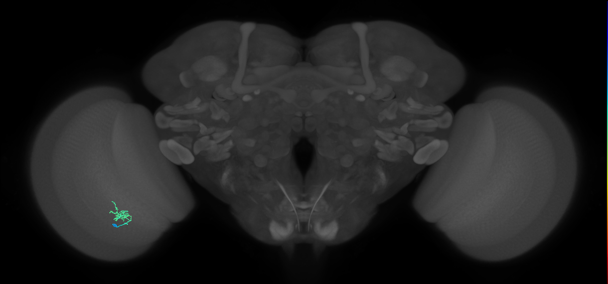 Cm1_L (MaleCNS:543530)