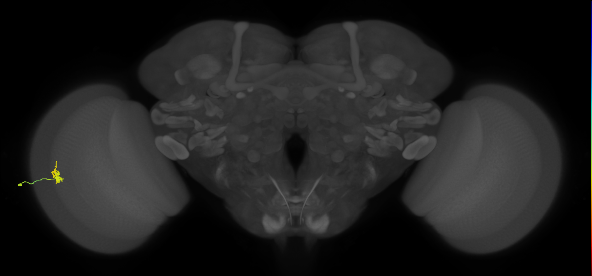 Cm1_L (MaleCNS:545222)