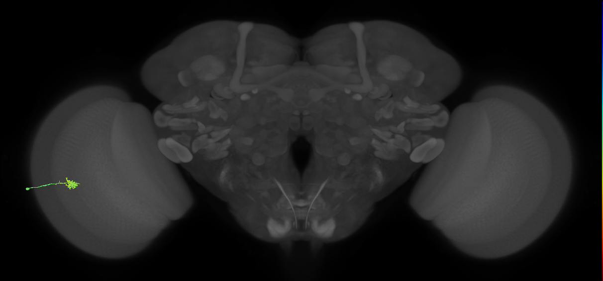 Cm1_L (MaleCNS:203047)