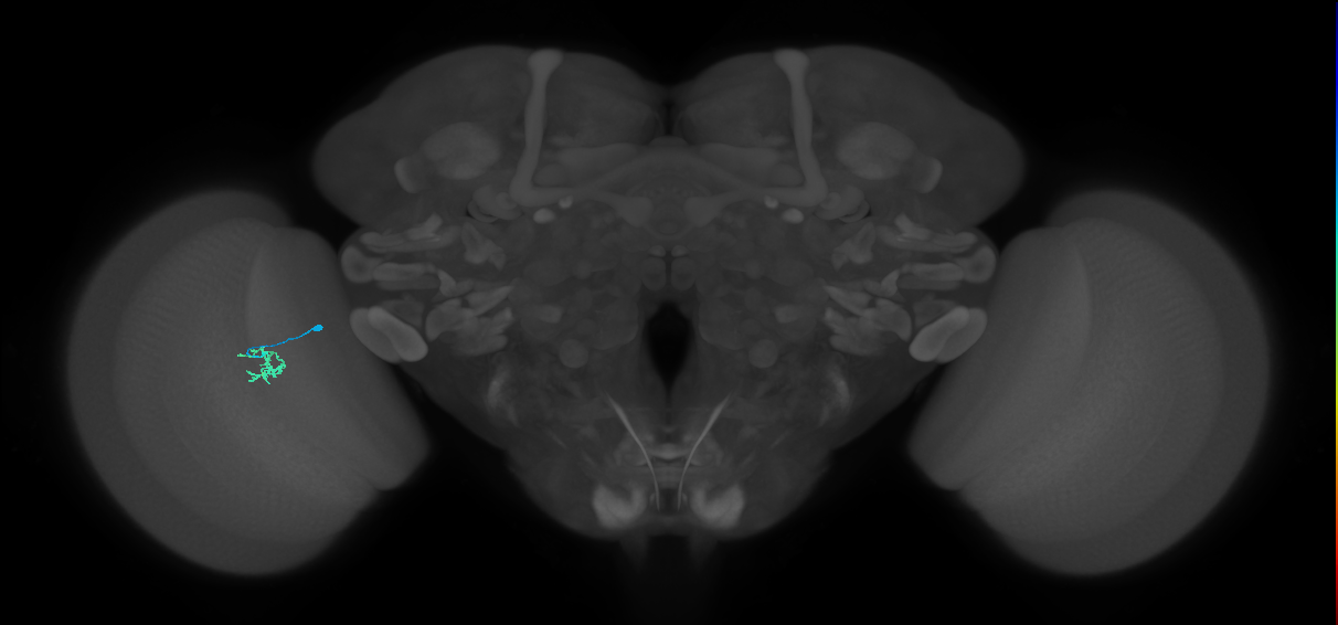 Cm1_L (MaleCNS:282533)