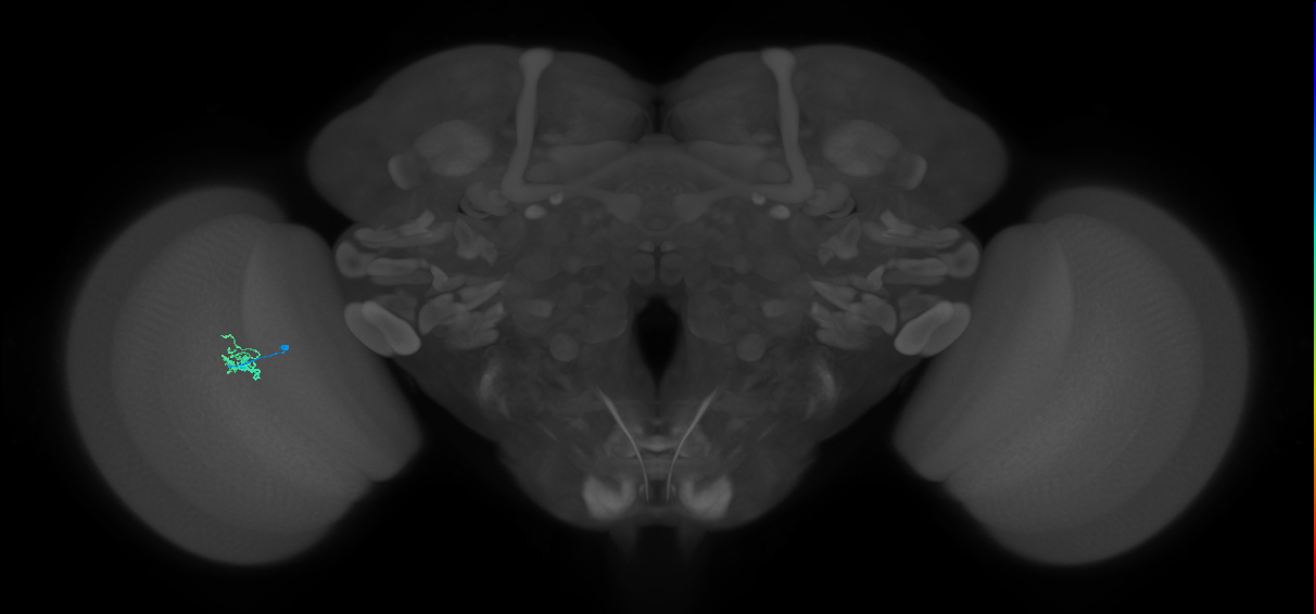 Cm1_L (MaleCNS:168893)