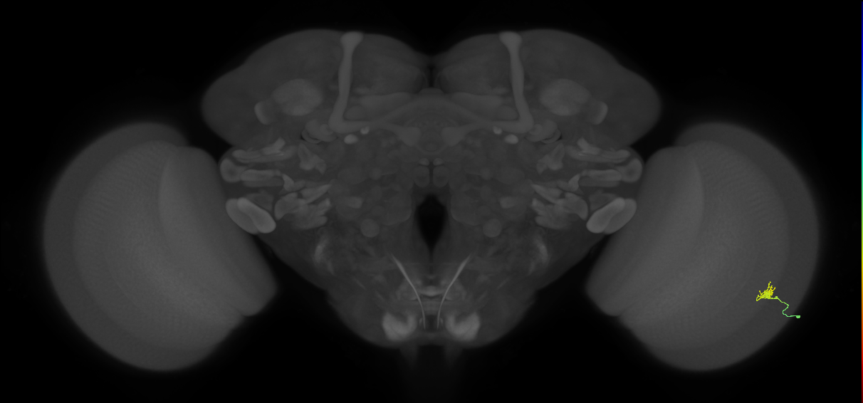 Cm1_R (MaleCNS:148824)