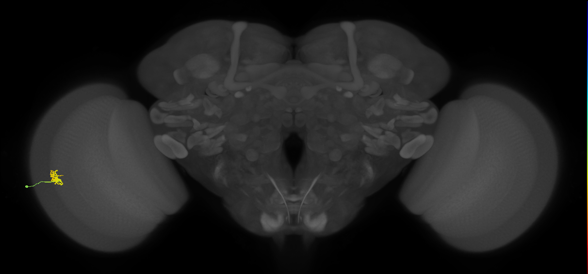 Cm1_L (MaleCNS:178665)