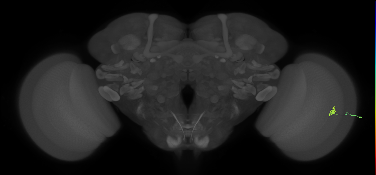 Cm1_R (MaleCNS:193017)