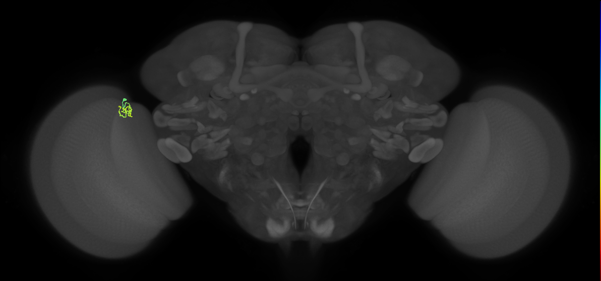 Cm1_L (MaleCNS:175220)
