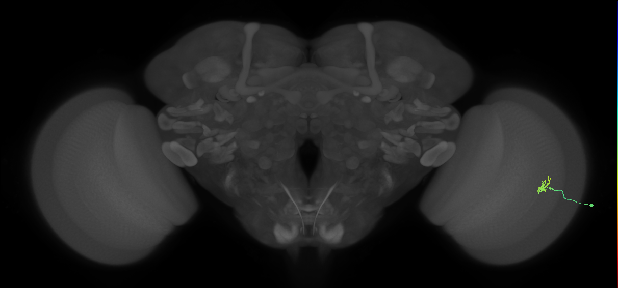 Cm1_R (MaleCNS:575256)
