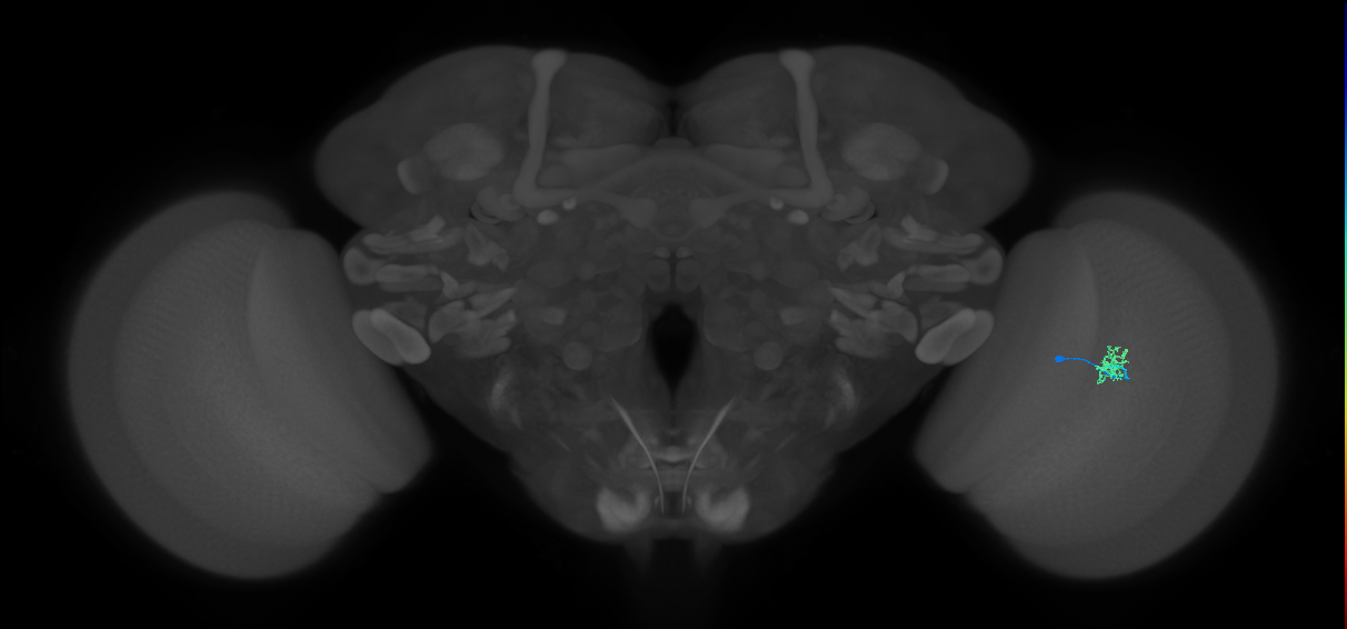 Cm1_R (MaleCNS:533691)