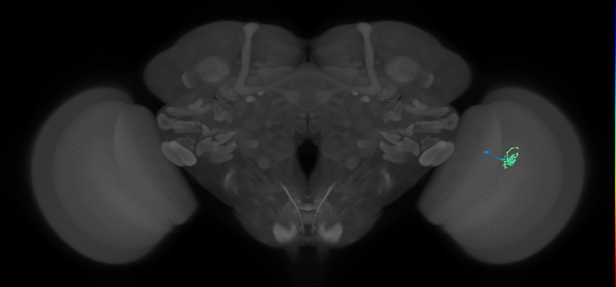 Cm1_R (MaleCNS:139683)