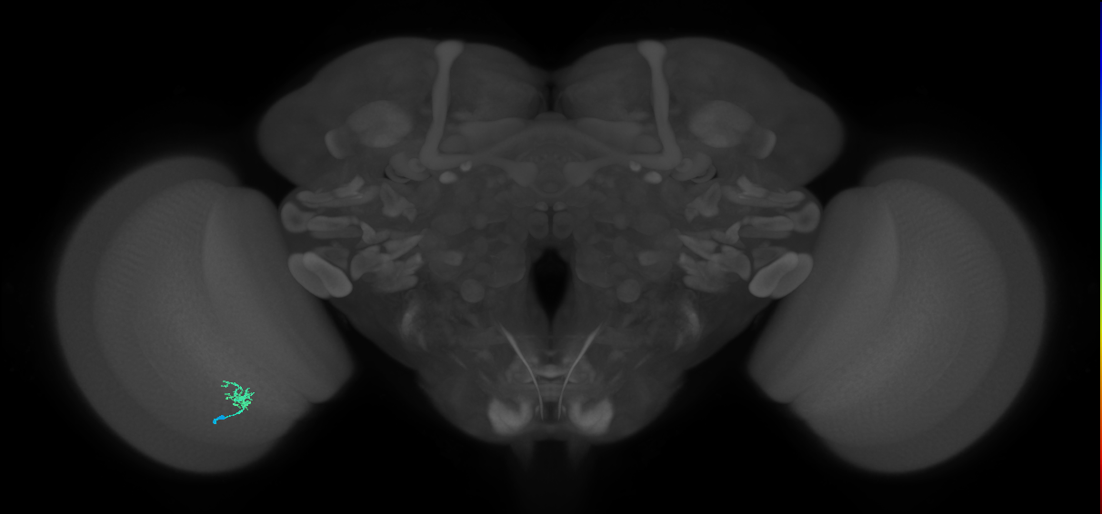 Cm1_L (MaleCNS:192482)
