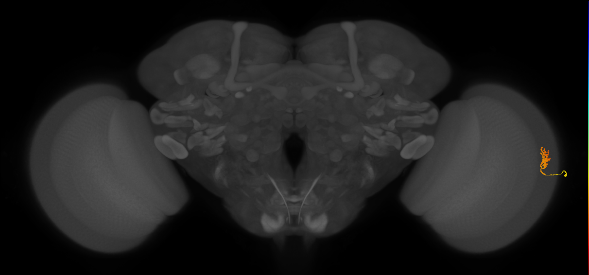 Cm1_R (MaleCNS:121989)