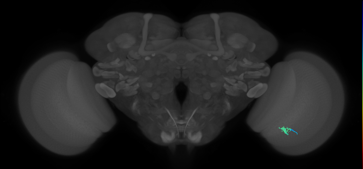 Cm1_R (MaleCNS:533516)