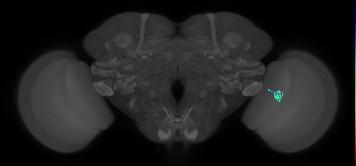 Cm1_R (MaleCNS:128959)