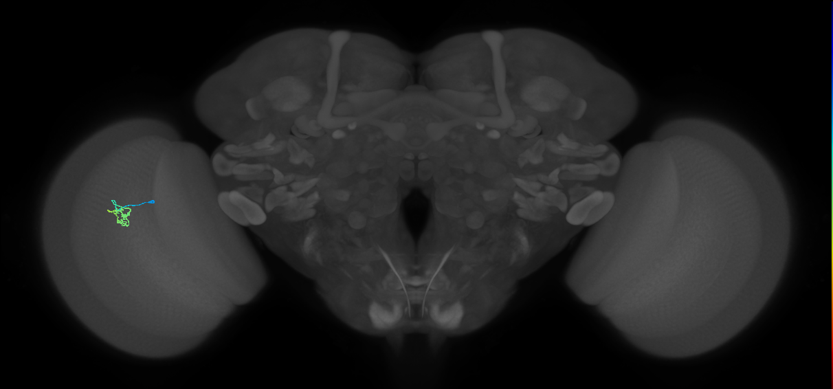 Cm1_L (MaleCNS:570699)