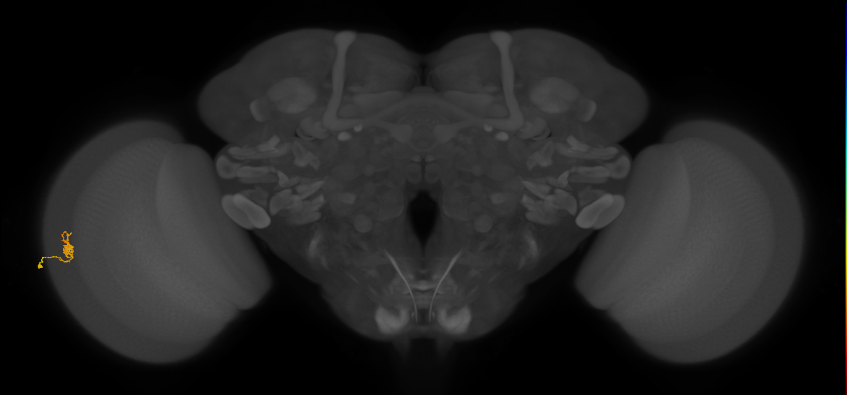 Cm1_L (MaleCNS:541942)