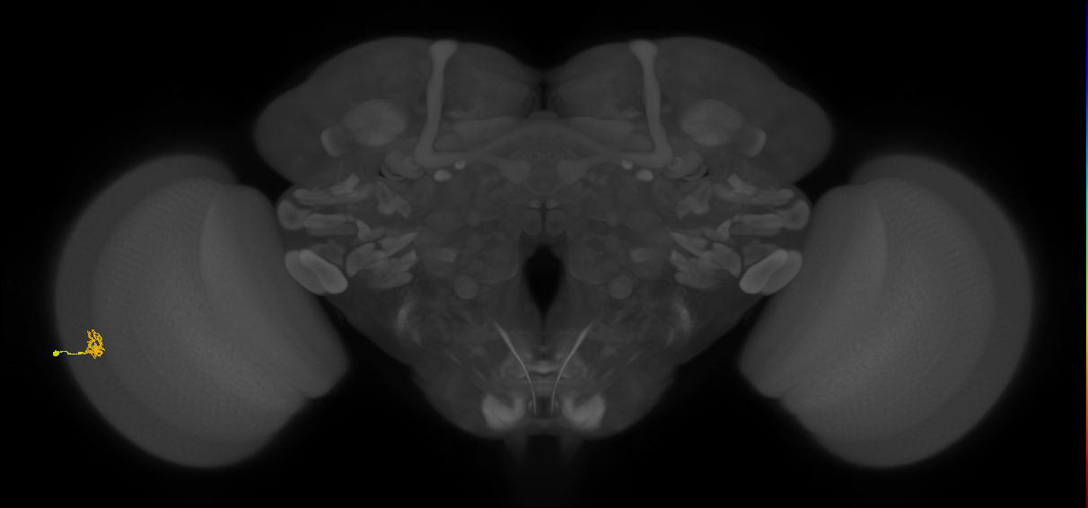 Cm1_L (MaleCNS:530264)