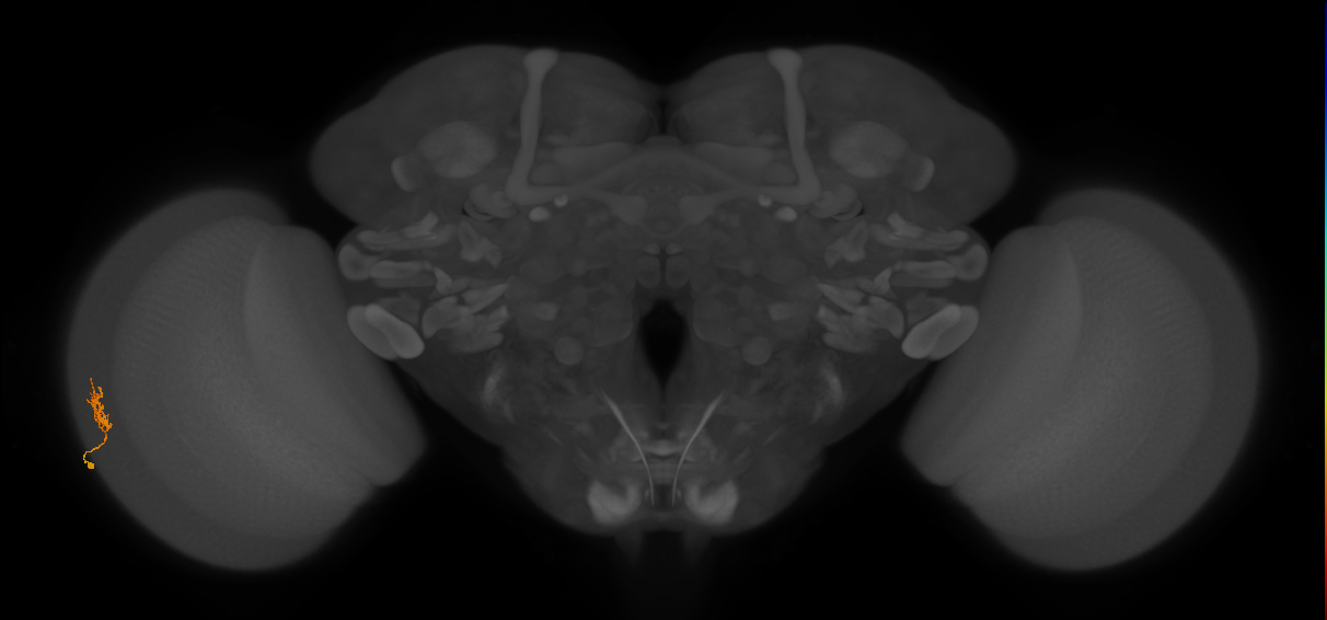 Cm1_L (MaleCNS:515627)
