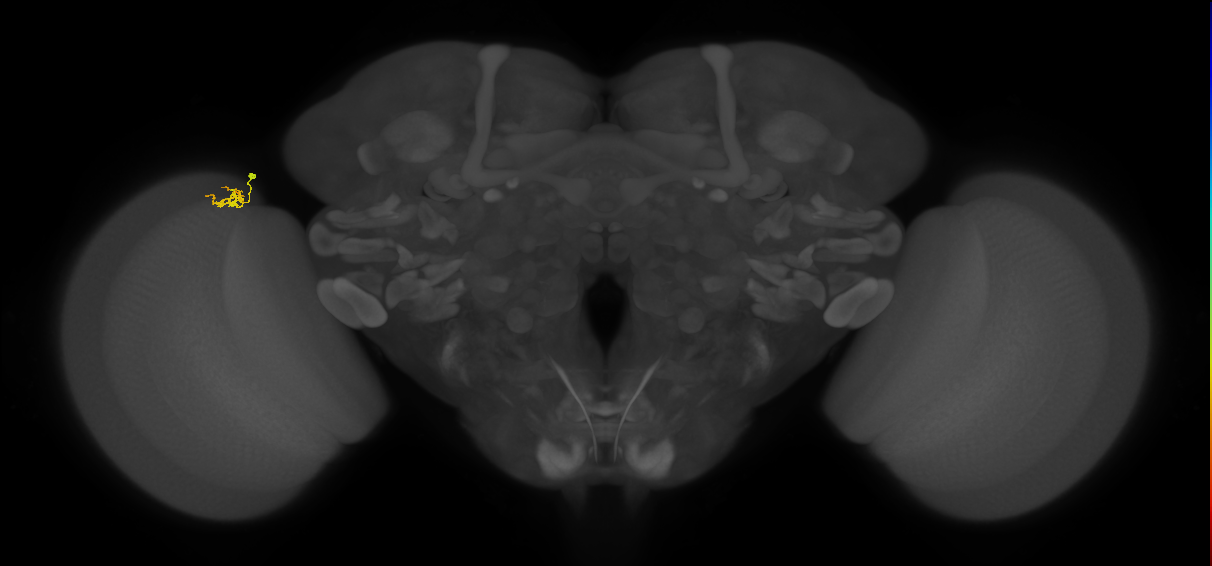 Cm1_L (MaleCNS:208058)