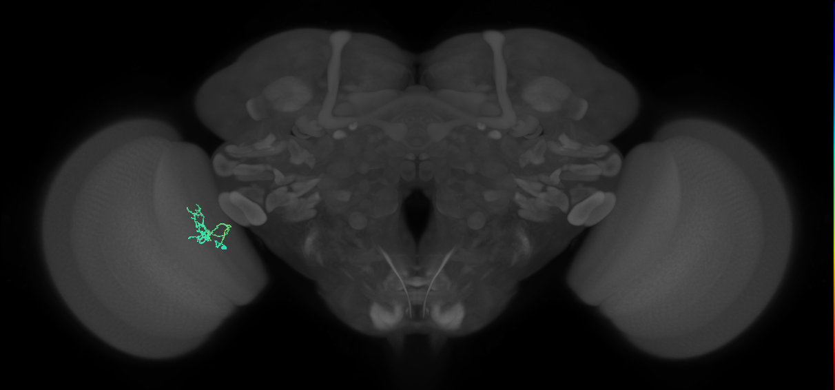 Cm1_L (MaleCNS:124677)