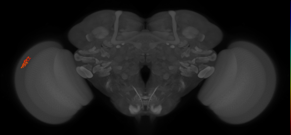 Cm1_L (MaleCNS:191331)