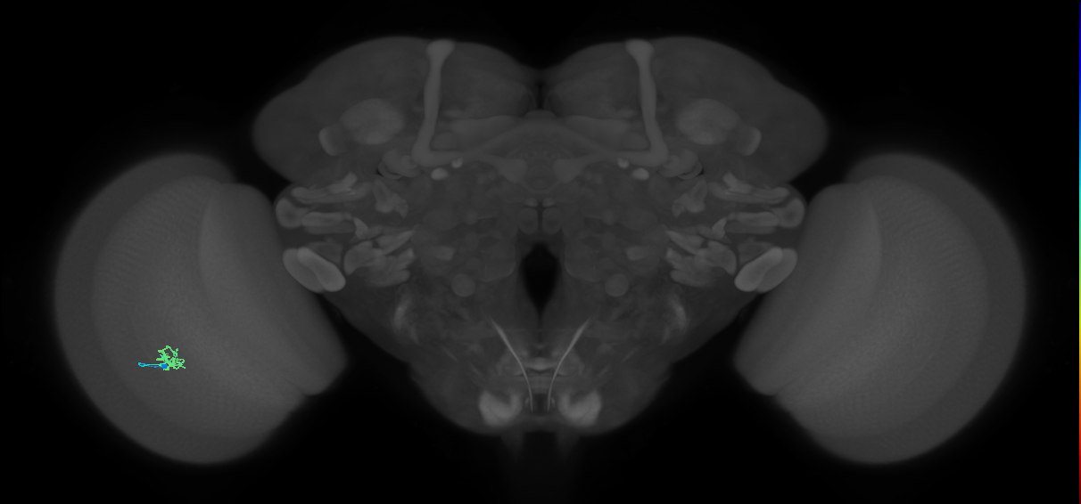 Cm1_L (MaleCNS:555785)