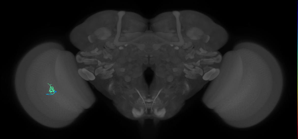 Cm1_L (MaleCNS:144226)