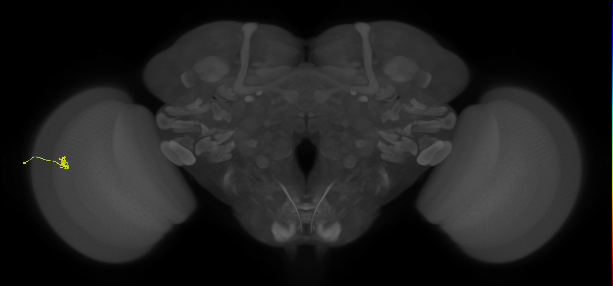Cm1_L (MaleCNS:113700)