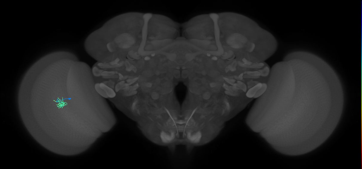 Cm1_L (MaleCNS:515187)