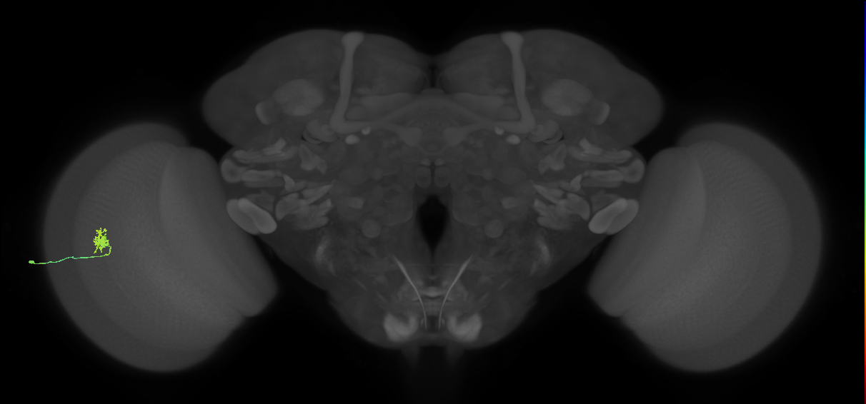 Cm1_L (MaleCNS:128773)