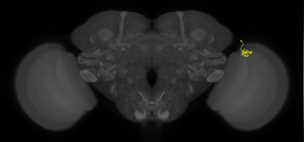Cm1_R (MaleCNS:135116)