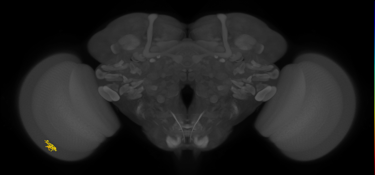 Cm1_L (MaleCNS:190652)
