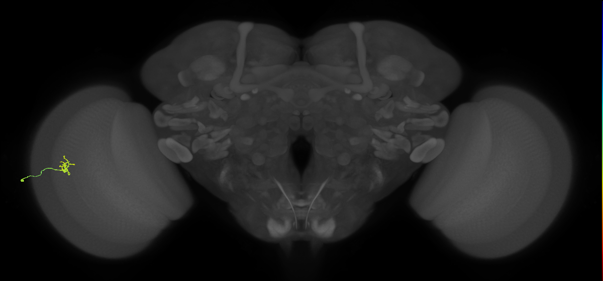Cm1_L (MaleCNS:202998)