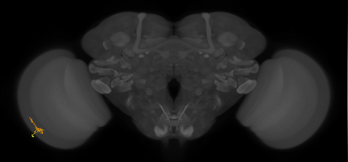 Cm1_L (MaleCNS:188636)