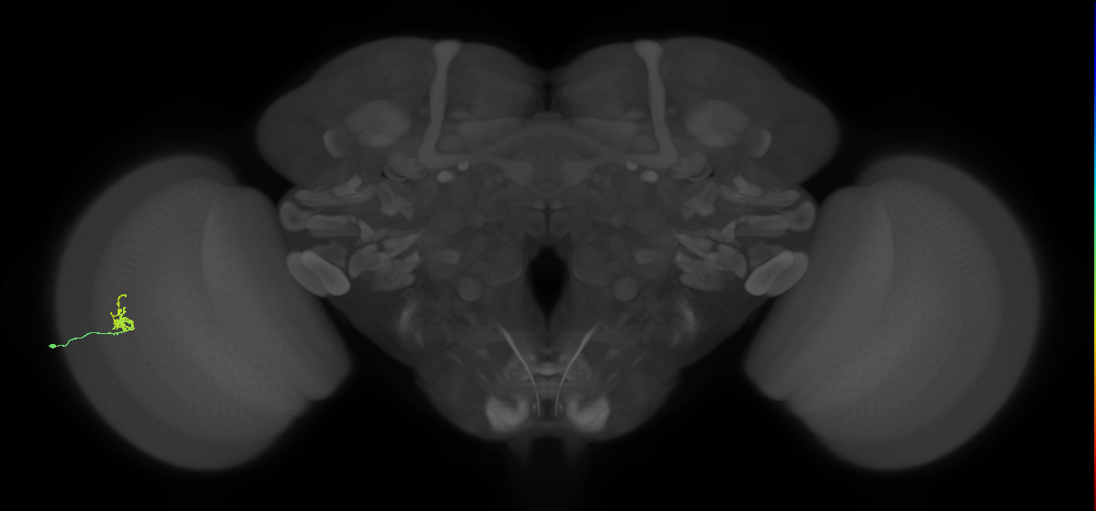 Cm1_L (MaleCNS:188130)