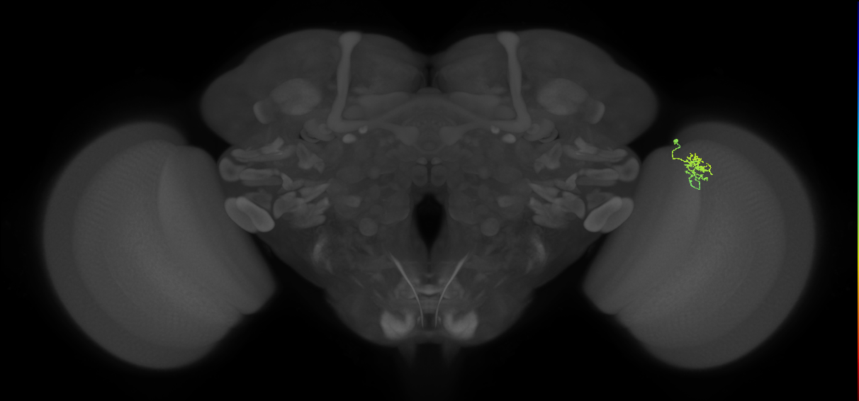 Cm1_R (MaleCNS:142300)