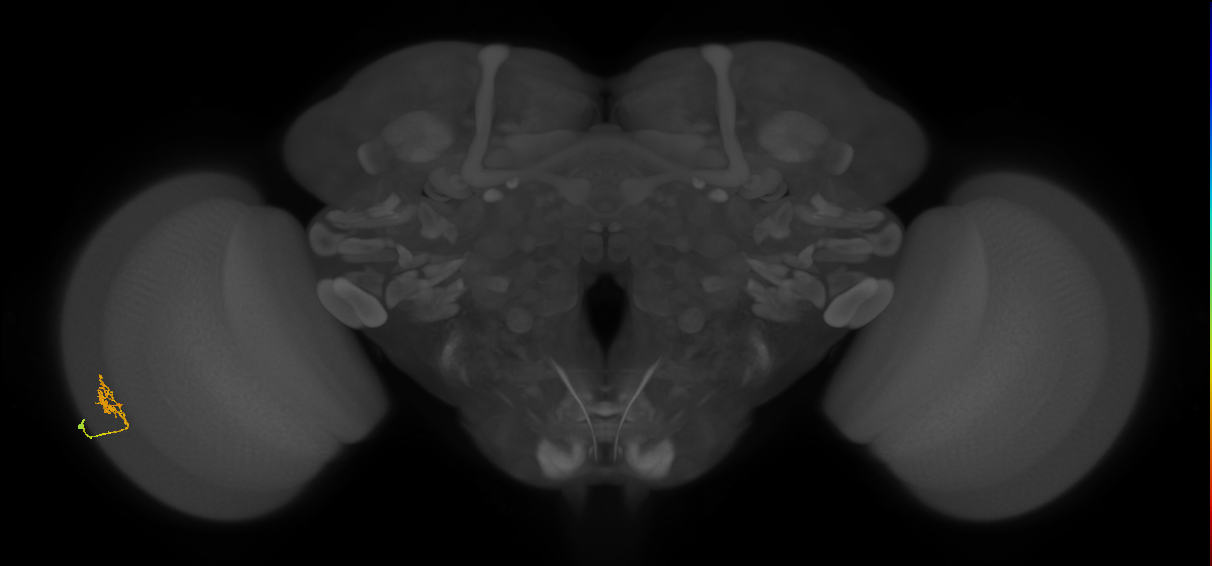Cm1_L (MaleCNS:533182)