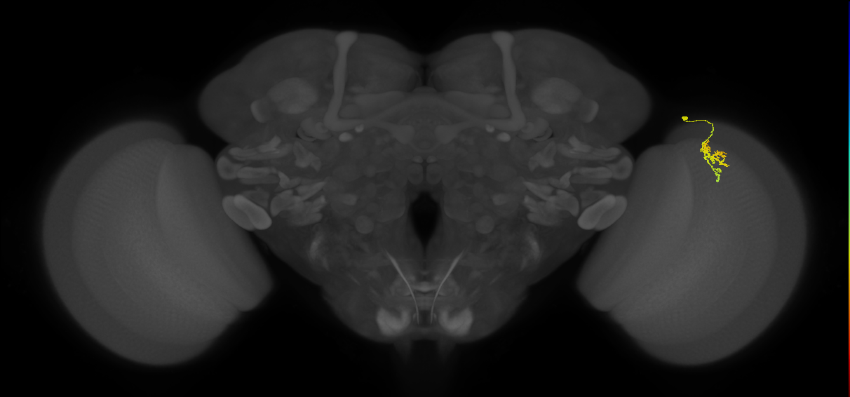 Cm1_R (MaleCNS:130714)