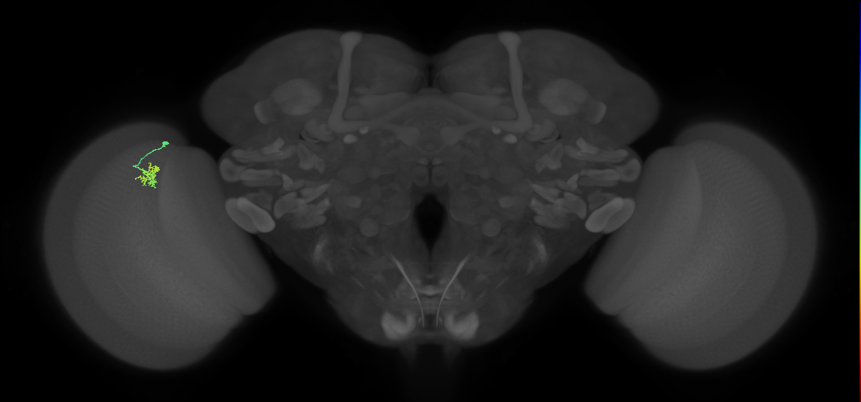 Cm1_L (MaleCNS:549023)