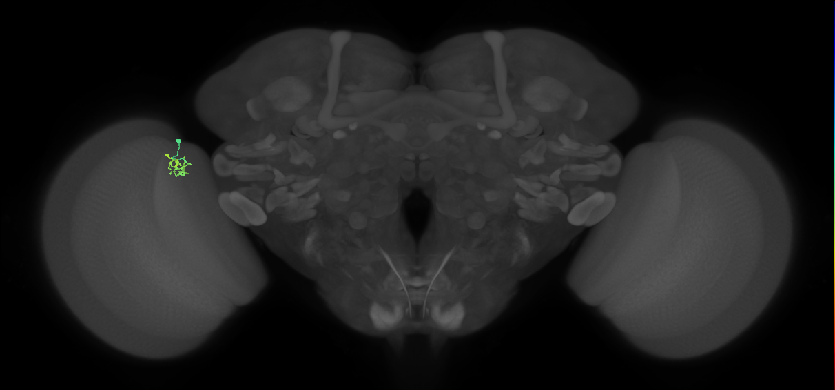 Cm1_L (MaleCNS:208271)