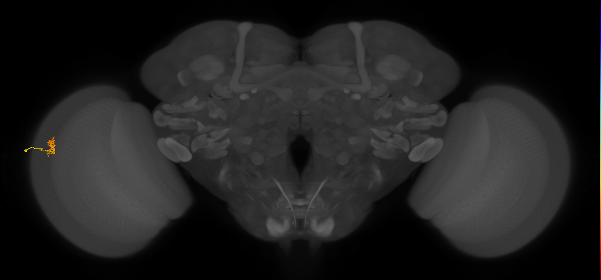Cm1_L (MaleCNS:551281)