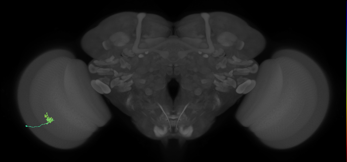 Cm1_L (MaleCNS:205889)