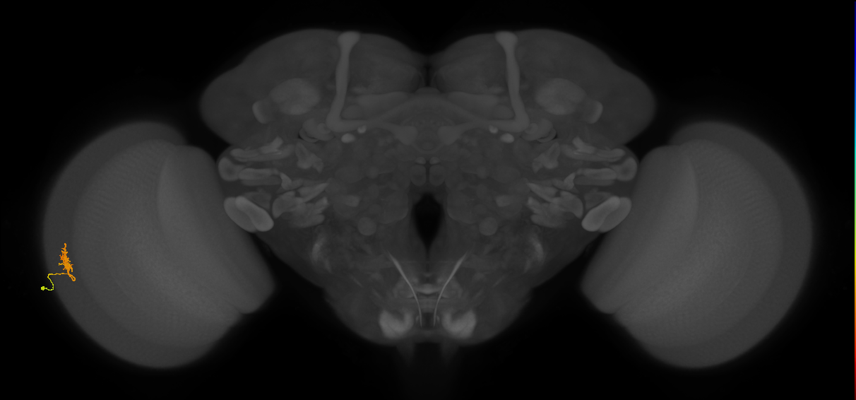 Cm1_L (MaleCNS:183934)