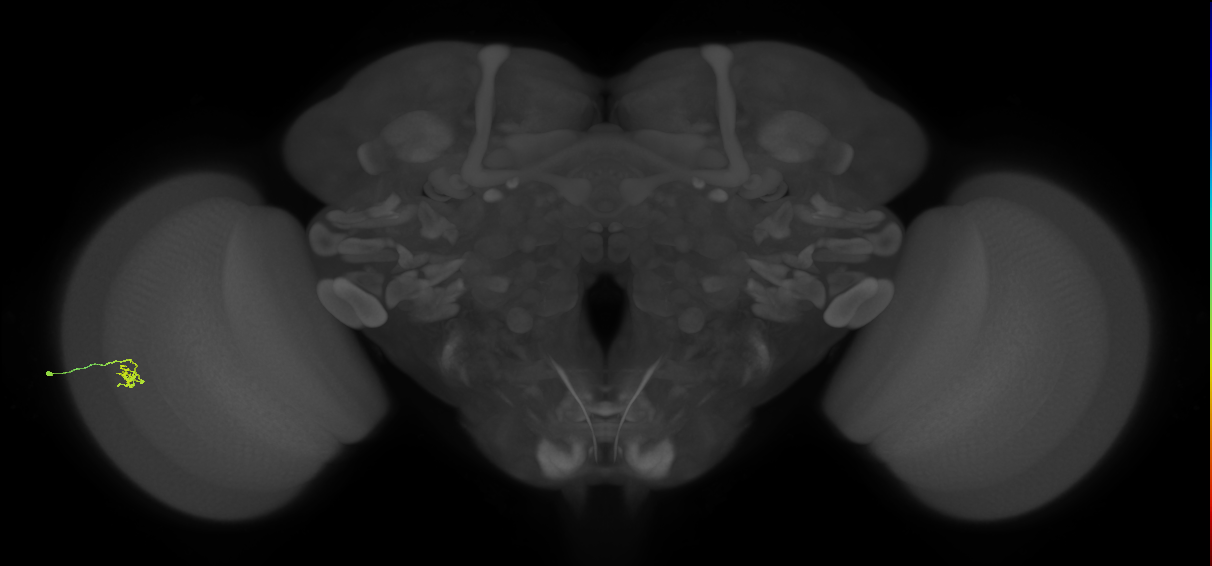 Cm1_L (MaleCNS:196374)